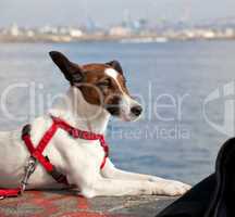 Portrait of a Jack Russel dog