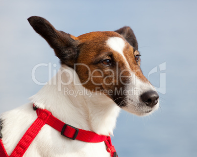 Portrait of a Jack Russel dog