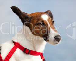 Portrait of a Jack Russel dog