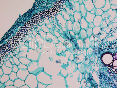 Cucurbita stem micrograph