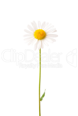 Magerwiesen-Margerite (Leucanthemum vulgare)