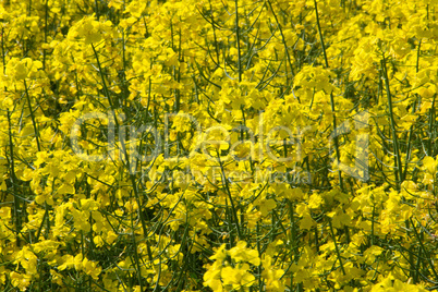 Rapsfeld im Frühling, Deutschland