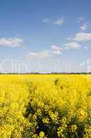 Rapsfeld im Frühling, Deutschland