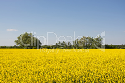 Rapsfeld im Frühling, Deutschland