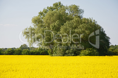 Rapsfeld im Frühling, Deutschland