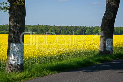 Bundesstrasse im Frühling, Deutschland