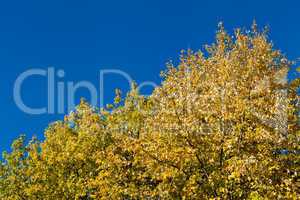 beautiful blue sky and yellow tree in autumn