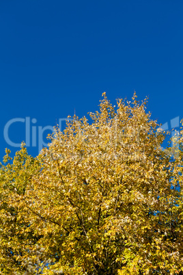 beautiful blue sky and yellow tree in autumn