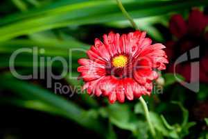 beautiful red gerbera flower in summer