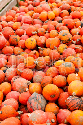 coclorful orange pumpkin in autumn outdoor coclorful orange pumpkin in autumn outdoor