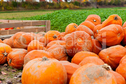 coclorful orange pumpkin in autumn outdoor