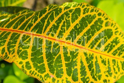Colorful yellow and green Croton leaf
