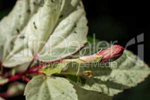 Red hibiscus bud