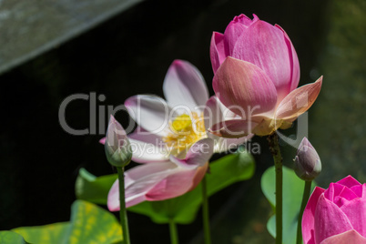 Beautiful fragrant pink water lily