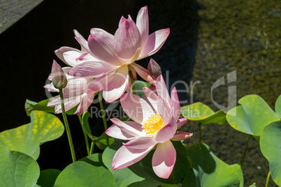 Beautiful fragrant pink water lily