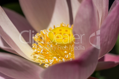 Beautiful fragrant pink water lily