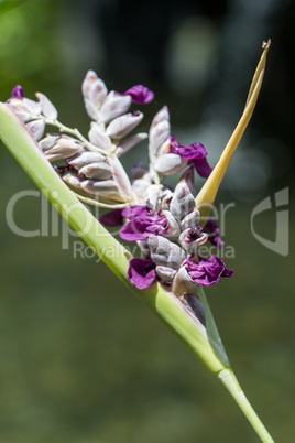 Delicate purple flower