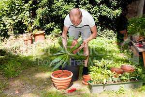 gardener repot green aloe vera plant in garden