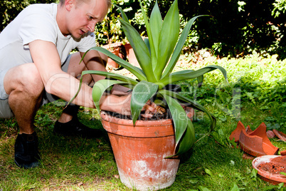 gardener repot green aloe vera plant in garden