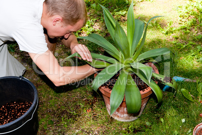 gardener repot green aloe vera plant in garden