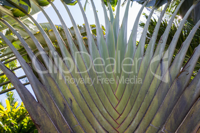 Tropical green palm tree background macro