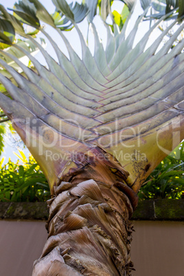 Tropical green palm tree background macro