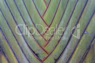 Tropical green palm tree background macro