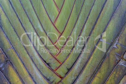 Tropical green palm tree background macro