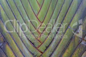 Tropical green palm tree background macro