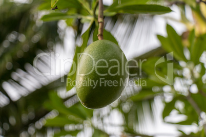 Fresh green mango fruit plant outside in summer