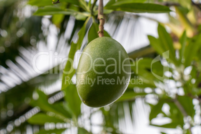 Fresh green mango fruit plant outside in summer