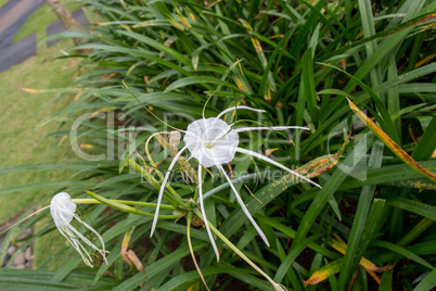 Beautiful spider lily, Hymenocallis littoralis