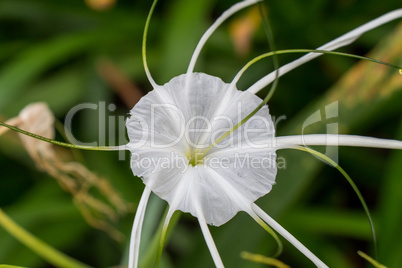 Beautiful spider lily, Hymenocallis littoralis