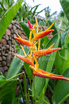 Colorful orange tropical strelitzia flowers