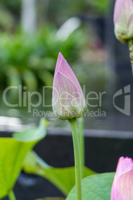 Beautiful fragrant pink water lily