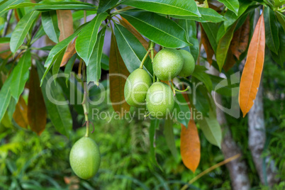 Fresh green mango fruit plant outside in summer