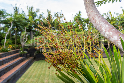 Quiet village lane with lush vegetation in Bali