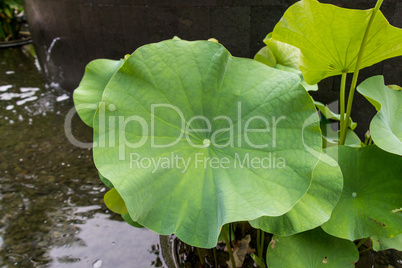 Beautiful fragrant pink water lily