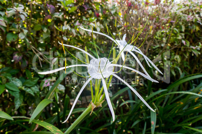 Beautiful spider lily, Hymenocallis littoralis