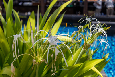 Beautiful spider lily, Hymenocallis littoralis