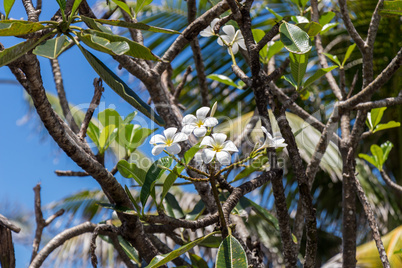 Frangipani flowers on the tree