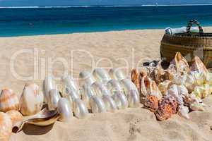 Conchs and seashells for sale on a beach