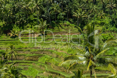 Lush green terraced farmland in Bali