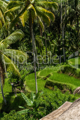 Lush green terraced farmland in Bali