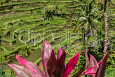 Lush green terraced farmland in Bali