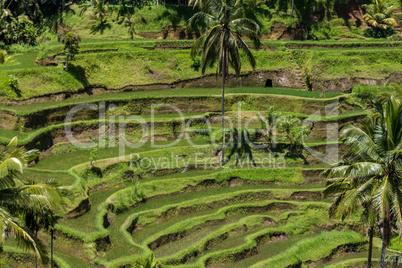 Lush green terraced farmland in Bali