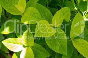 Background of fresh green leaves