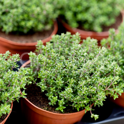 fresh green aromatc thyme herb macro