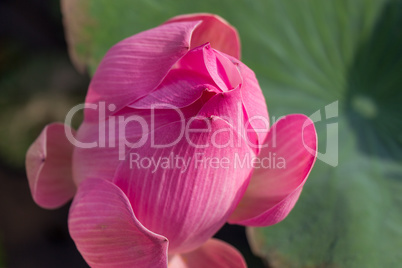 Beautiful pink water lily bud