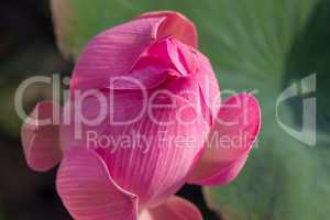 Beautiful pink water lily bud